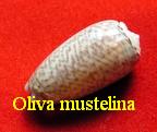 Oliva (Musteloliva) mustelina, Lamarck 1811